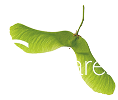 Les Samares